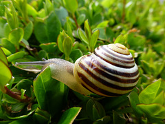 Banded Snail - 17 June 2013