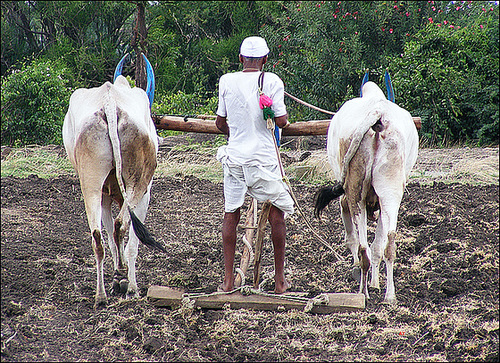 Ploughing