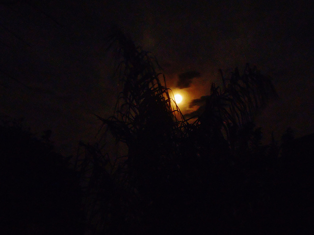 bushfire moon