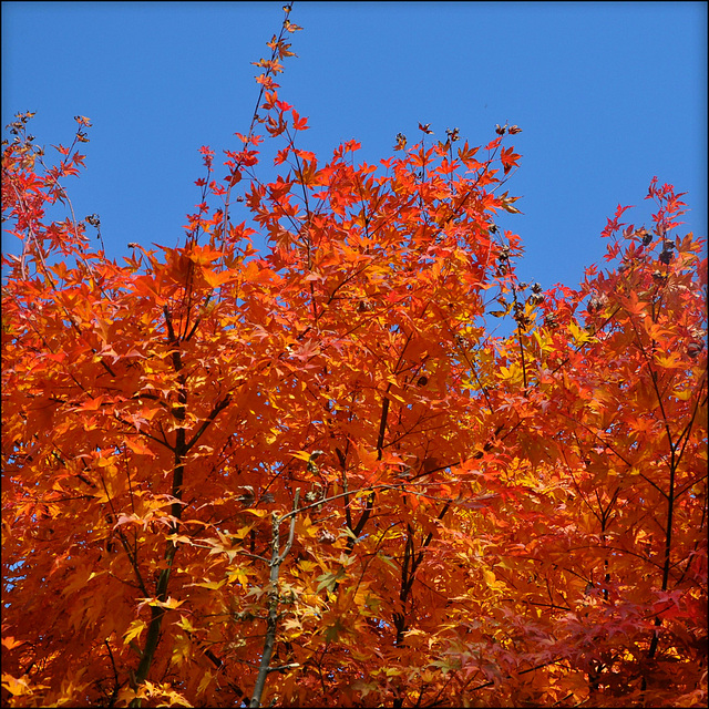 Colorful leaves, falling soon.