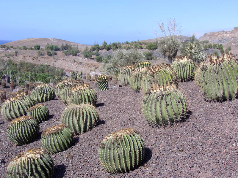 Fuerteventura