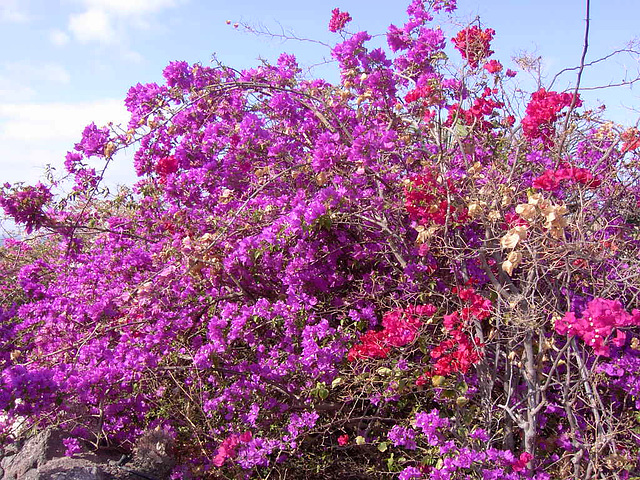 Fuerteventura