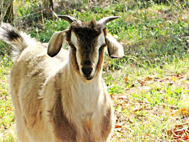 Smiley Goat