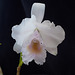 Cattleya quadricolor var. semialba