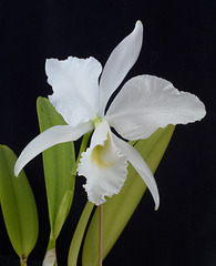 Cattleya labiata var. alba