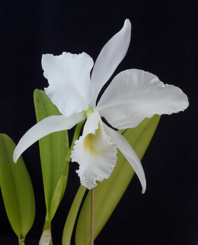 Cattleya labiata var. alba