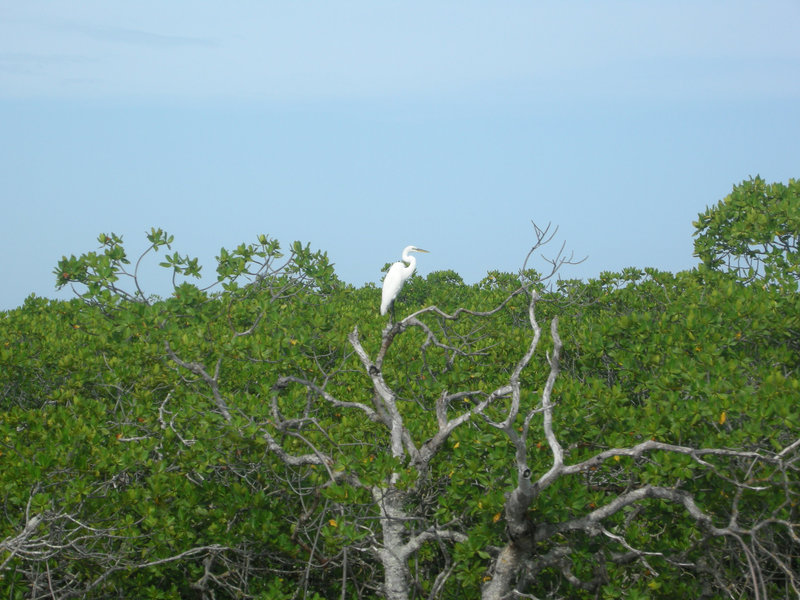 white heron