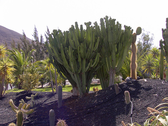 Fuerteventura