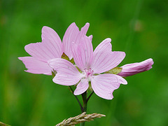 C'est la fleur qui murmure à l'oreille de l'Aum