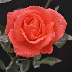Gouttes de pluie sur rose du jardin