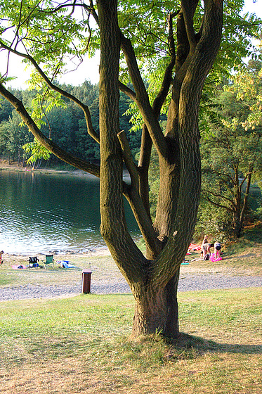 banejo lago