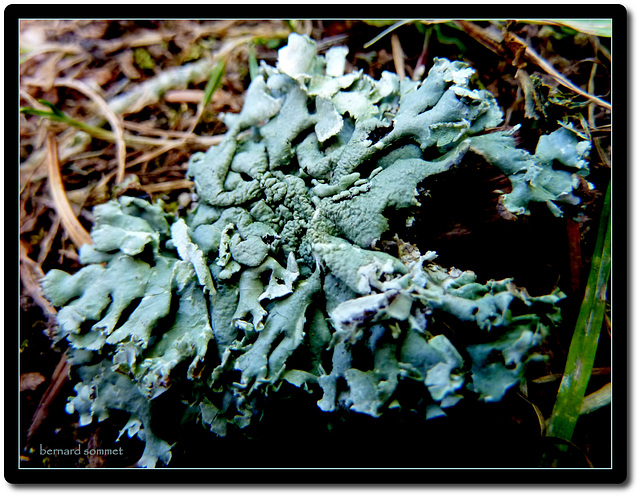 Lichen