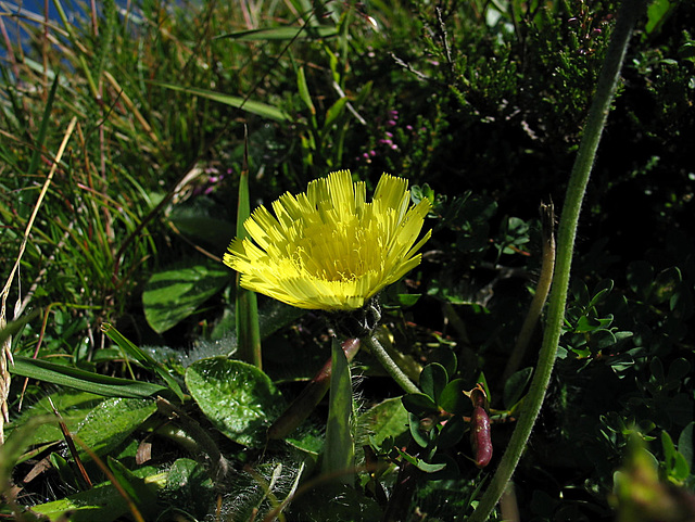 Alpen-Habichtskraut