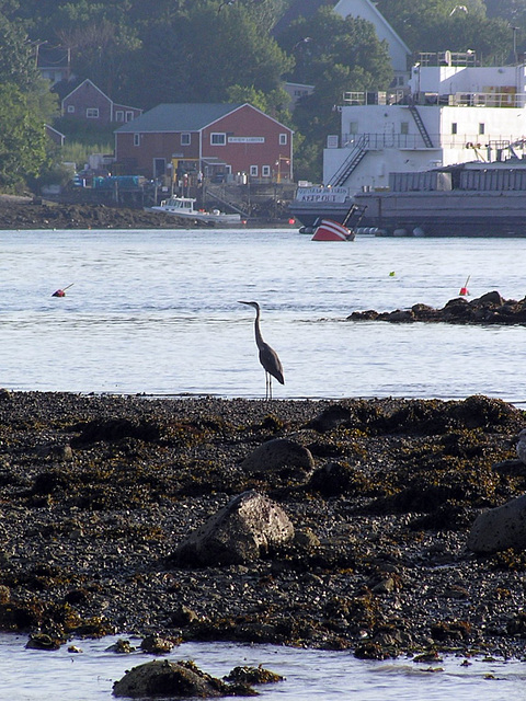 Heron on the coast