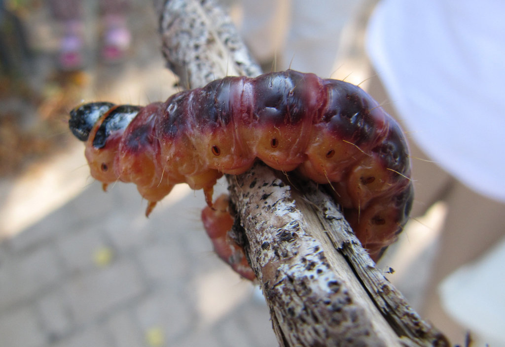 Raupe