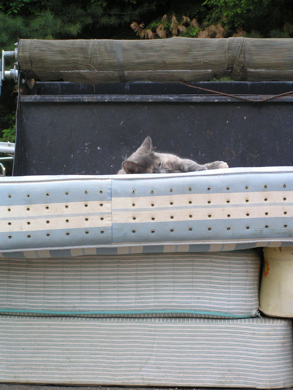 Princess & the Pea, Feline Version.