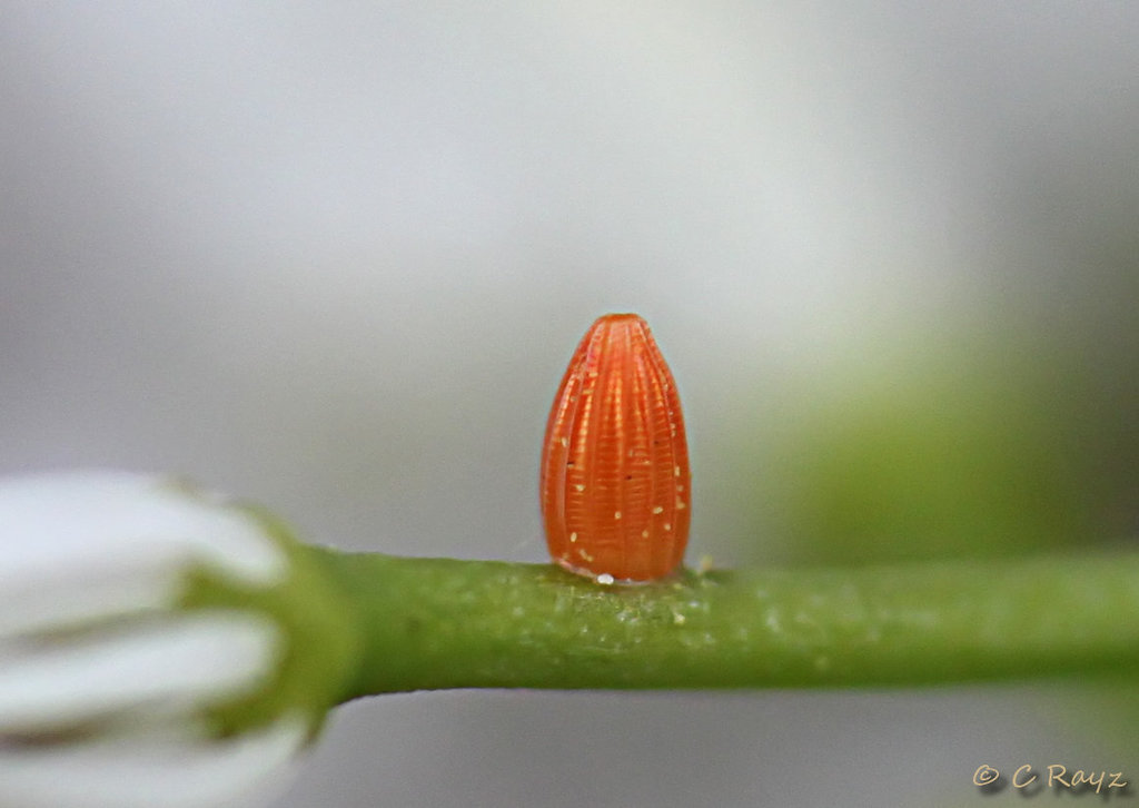 Patio Life: Orange-tip Butterfly Egg