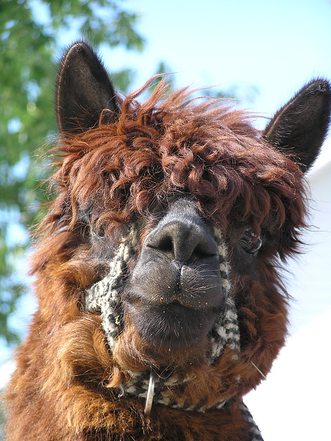 Alpaca is brown