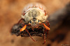 Patio Life: Cockchafer Beetle