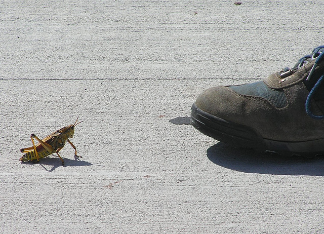 Giant Grasshoppas!