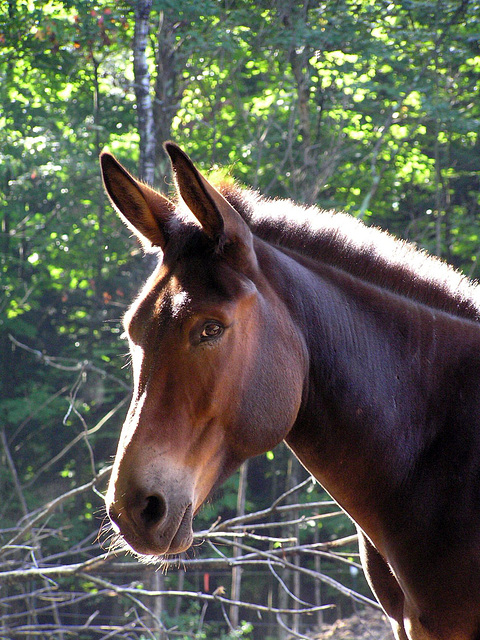 One Cool Mule