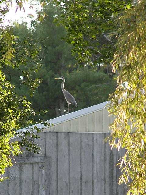 Living Weathervane