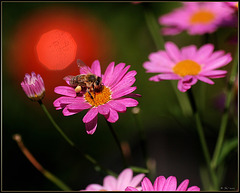 abeille (pip)