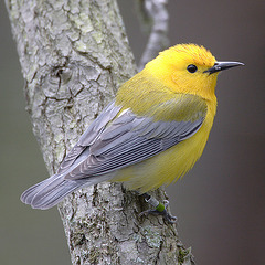 Paruline orangée (Protonotaria citrea) - Lieu : Rondeau Provincial Park, Ontario (Canada) - Photo : Mdf (2005) - Creative Commons Attribution - ShareAlike 3.0.