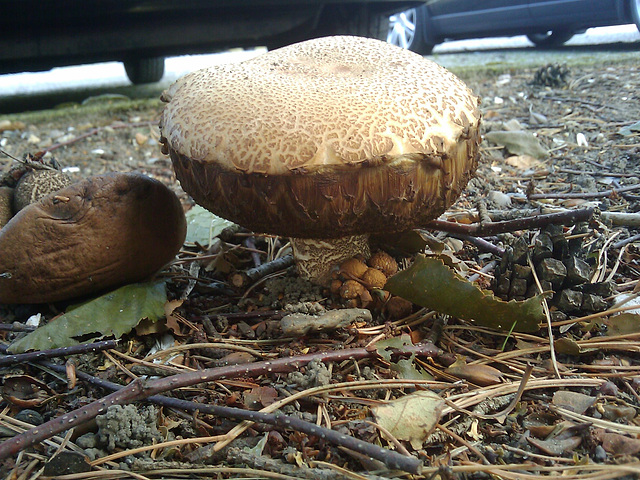 Mushrooms in the parking lot