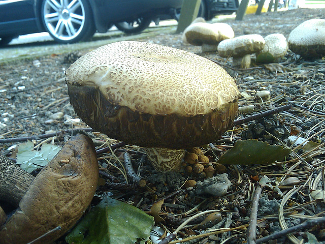 Mushrooms in the parking lot