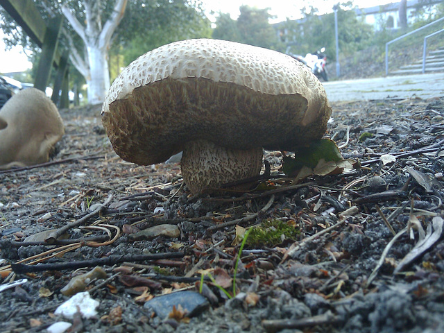 Mushrooms in the parking lot