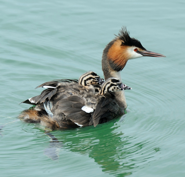 La famille grèbe en promenade...