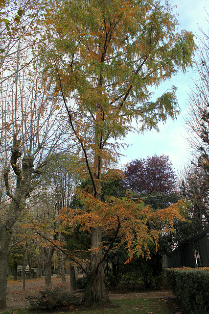 Metasequoia glyptostroboïdes - Metasequoia du Sichuan