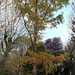 Metasequoia glyptostroboïdes - Metasequoia du Sichuan