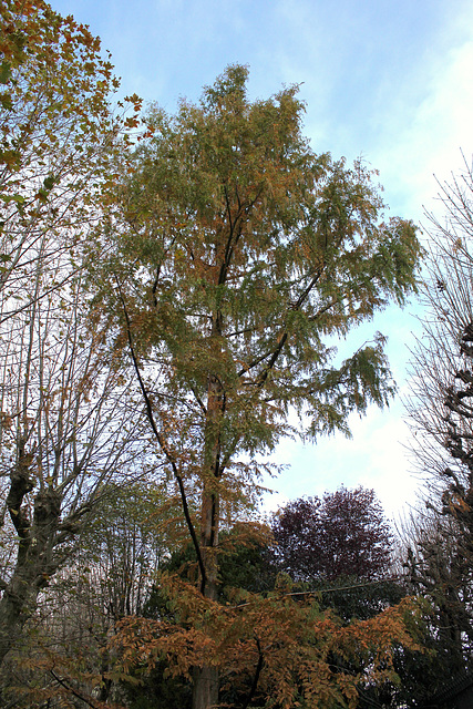 Metasequoia glyptostroboïdes - Metasequoia du Sichuan