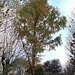 Metasequoia glyptostroboïdes - Metasequoia du Sichuan