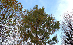 Metasequoia glyptostroboïdes - Metasequoia du Sichuan