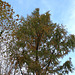 Metasequoia glyptostroboïdes - Metasequoia du Sichuan