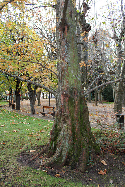 Metasequoia glyptostroboïdes - Metasequoia du Sichuan