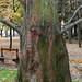 Metasequoia glyptostroboïdes - Metasequoia du Sichuan