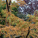 Metasequoia glyptostroboïdes - Metasequoia du Sichuan