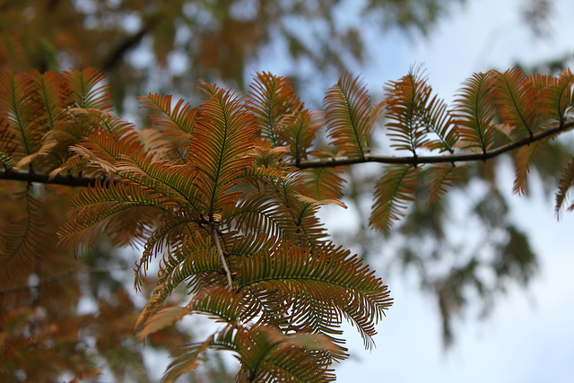 Metasequoia glyptostroboïdes - Metasequoia du Sichuan