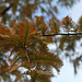 Metasequoia glyptostroboïdes - Metasequoia du Sichuan