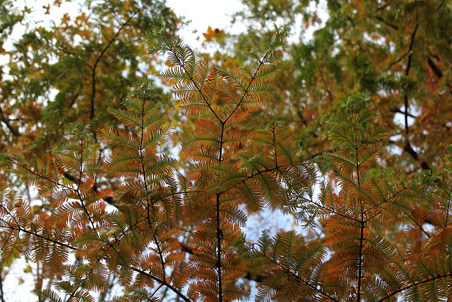 Metasequoia glyptostroboïdes - Metasequoia du Sichuan