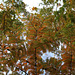 Metasequoia glyptostroboïdes - Metasequoia du Sichuan