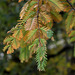 Metasequoia glyptostroboïdes - Metasequoia du Sichuan