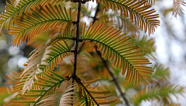 Metasequoia glyptostroboïdes - Metasequoia du Sichuan