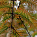 Metasequoia glyptostroboïdes - Metasequoia du Sichuan