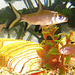 2003-04-01 01 akvario