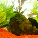 2003-04-01 05 akvario